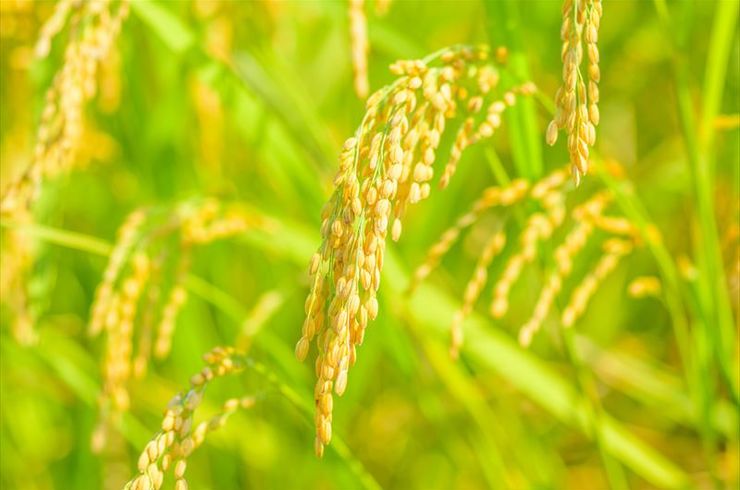 pixta_58152661_M_R540